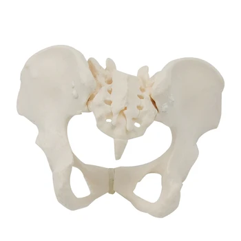 1 шт. 1 шт. Женская модель таза в натуральную величину Женская модель тазового скелета Анатомическая модель для научного образования