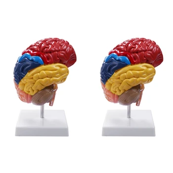 2X Анатомическая модель головного мозга Анатомия 1: 1 Половина мозга Ствол мозга Учебные лабораторные принадлежности
