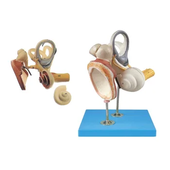 3 Части Косточки человека Барабанная перепонка Модель 4-кратного увеличения Анатомическая модель структуры внутреннего уха