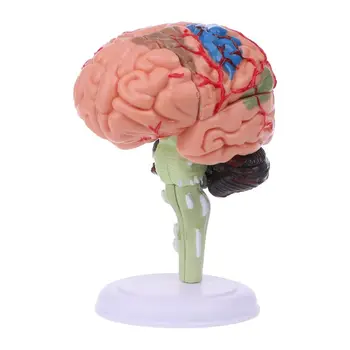 4D Разобранная анатомическая модель человеческого мозга Анатомия Инструмент для обучения Статуи Скульптуры Школа Использование Дропшиппинг