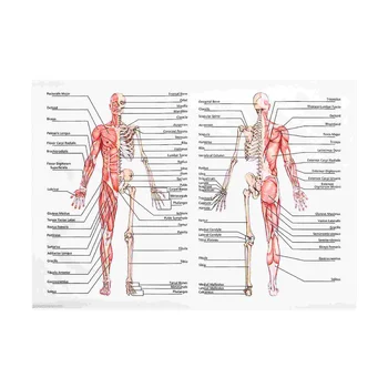 50x70 см Анатомия Плакаты Настенная картина Мышечный скелет Плакат Холст Искусство Печать Образование Больница Аптека Картины