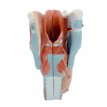 Анатомическая модель гортани Анатомическая модель Анатомическая модель анатомии горла человека Дропшиппинг