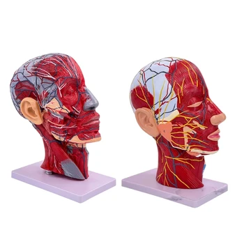 Анатомическая модель половины головы и шеи человека Нейроваскулярная модель головы человека