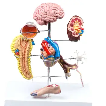Модель диабета человека Осложнения Церебральный Сердце Поджелудочная Железа Нейрональная стопа Учебное пособие Образование