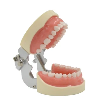 Мягкие десны Съемные 32 зуба Подходит для студентов-стоматологов Операционная практика